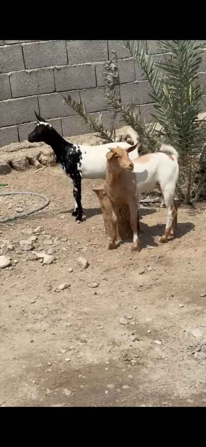 وارداتی ناب|حیوانات مزرعه|بروجن, |دیوار