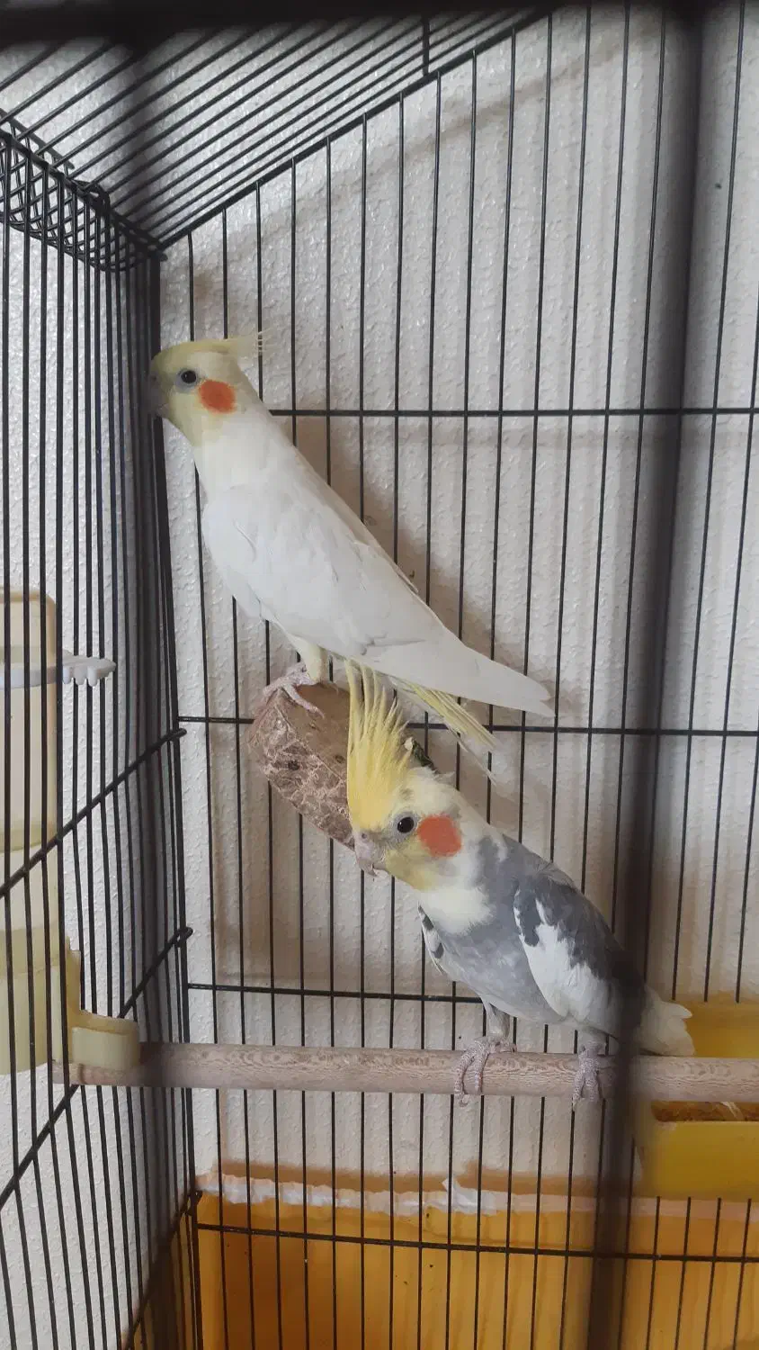 جفت مولد لوتینو و ابلغ|پرنده|شاهینشهر, شهرک گلدیس|دیوار