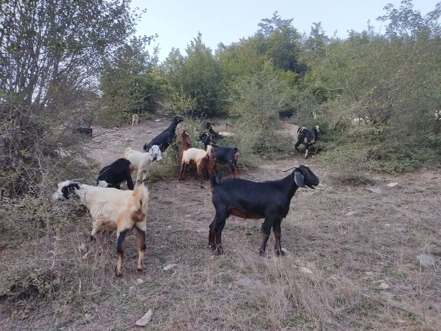 بزفروشی|حیوانات مزرعه|مینودشت, |دیوار