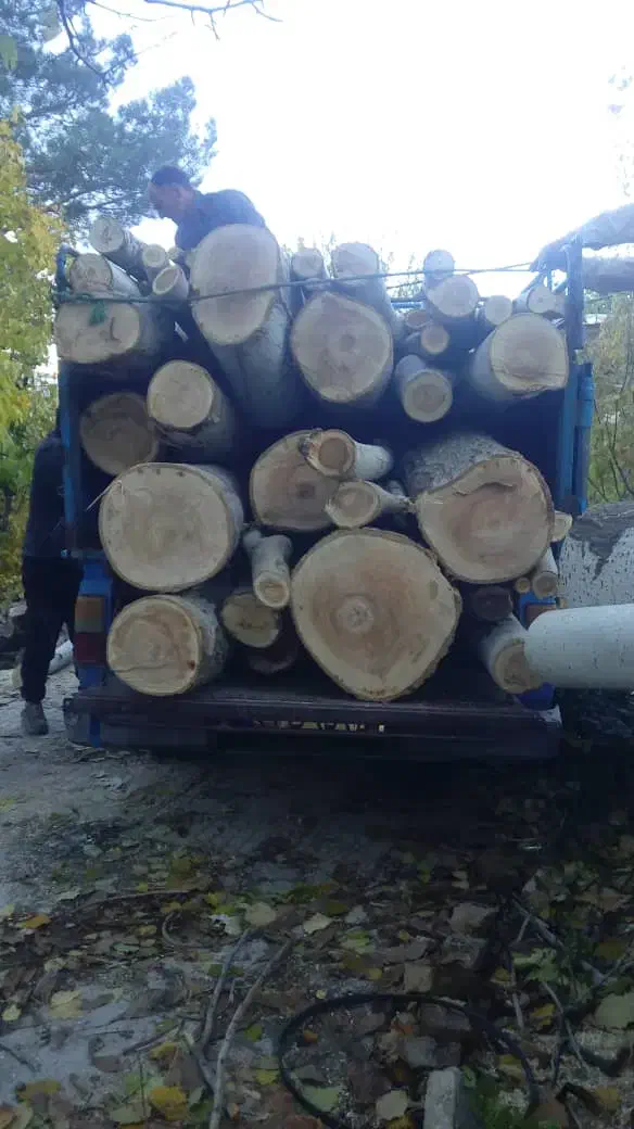 خرید و برش انواع چوب و درخت و هرس درختان لشنی|خدمات باغبانی و درختکاری|دورود, |دیوار