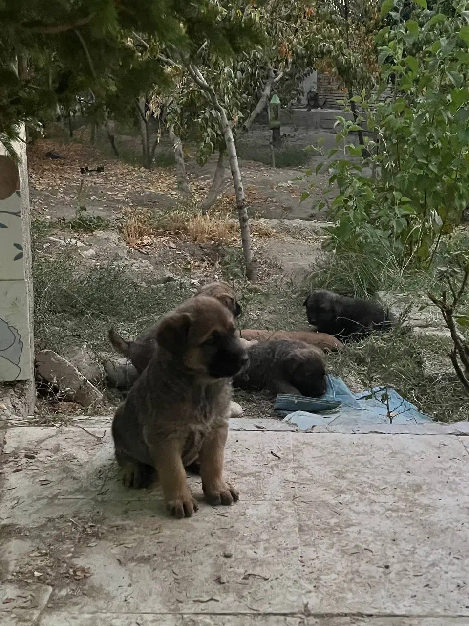 واگذاری توله دوماهه واکسن خورده دارای شناسنامه|سگ|هشتگرد, شهرک اقدسیه|دیوار