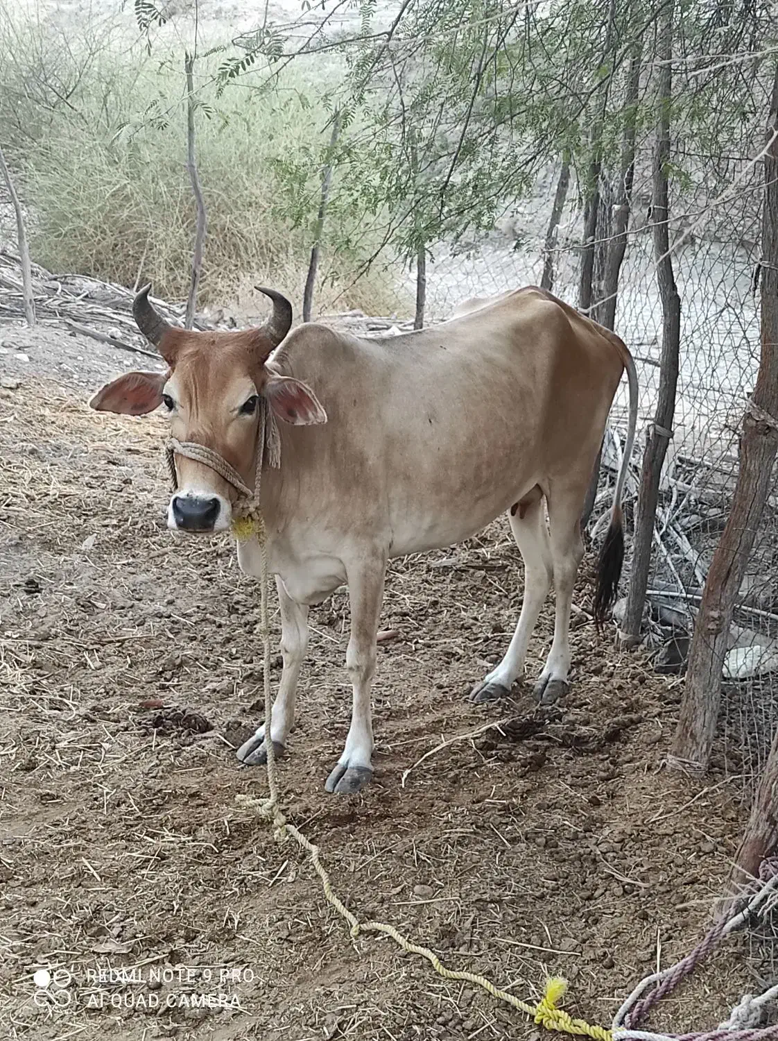 گاو ماده|حیوانات مزرعه|سندرک, |دیوار