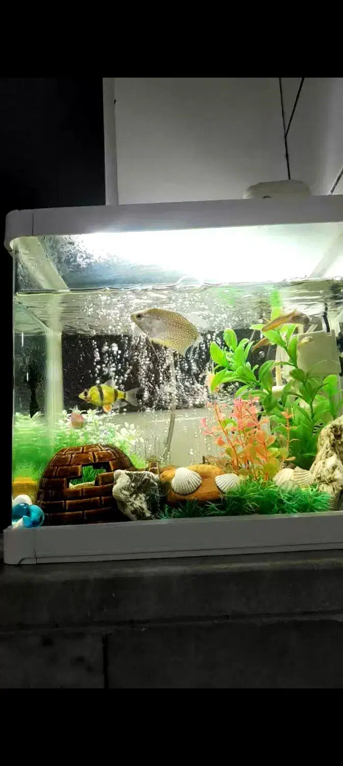 اکواریوم شرکتی|ماهی|سنندج, |دیوار