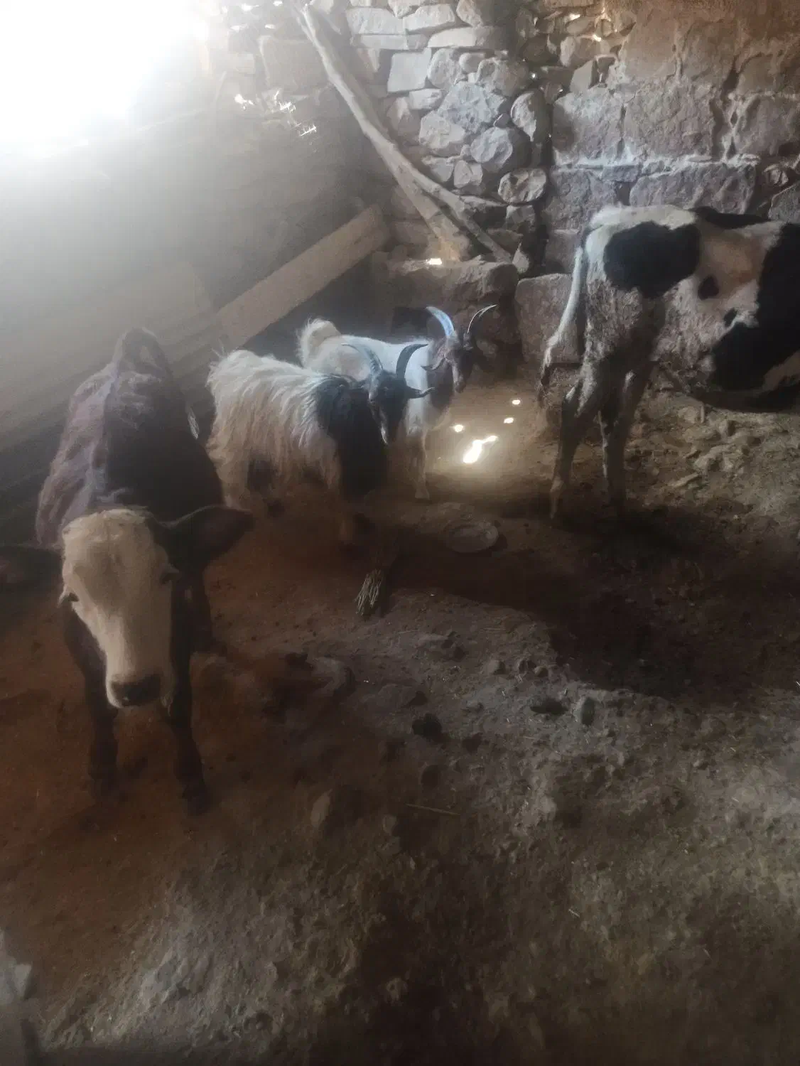 دوتا بیگ چاق|حیوانات مزرعه|لالی, |دیوار