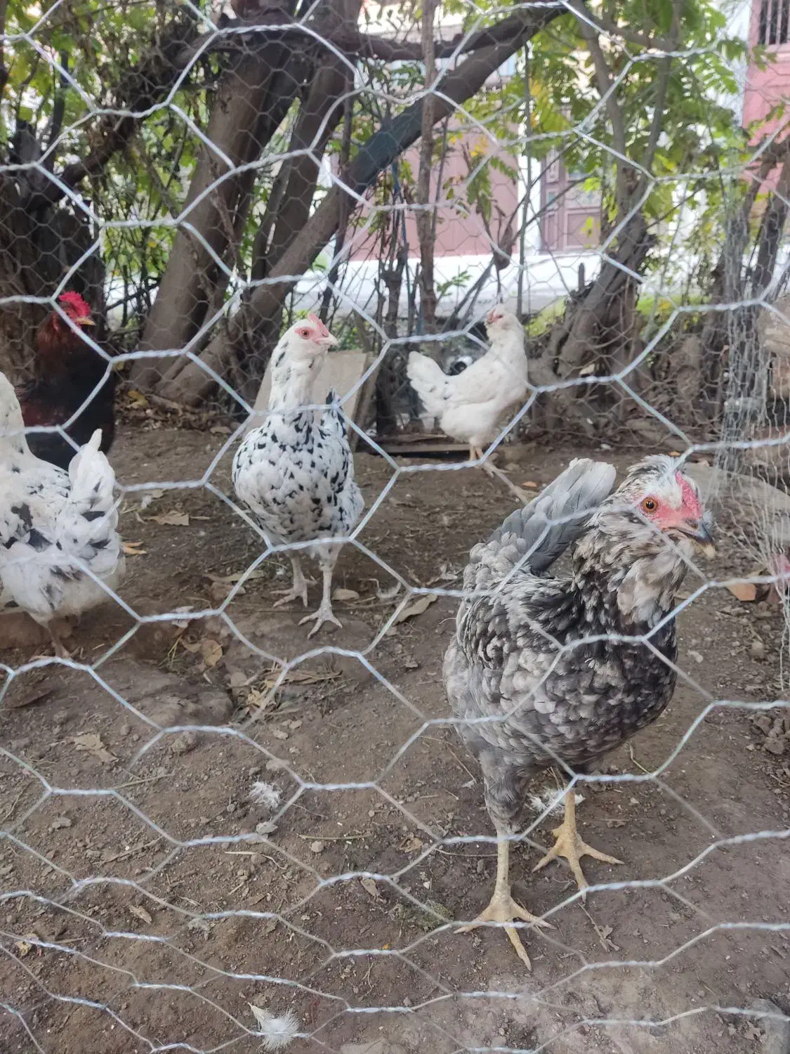 تخم مرغ گلین|حیوانات مزرعه|مینودشت, |دیوار