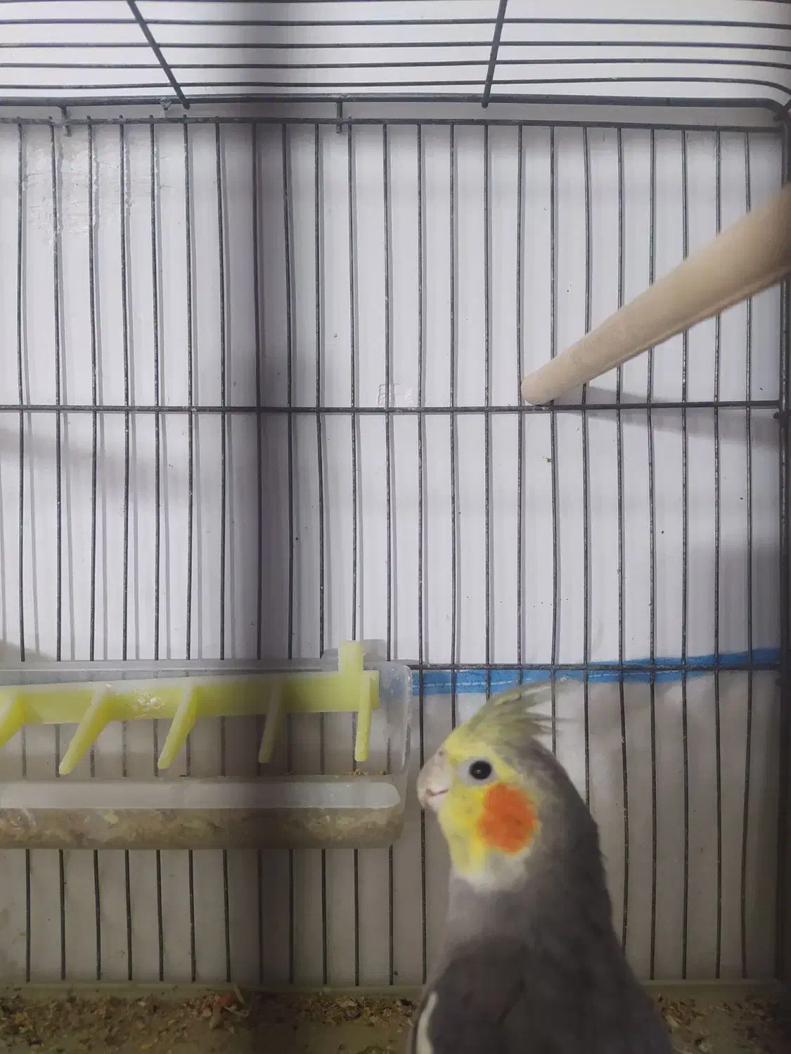 پرنده طوطی عروس هلندی رام|پرنده|سنندج, |دیوار