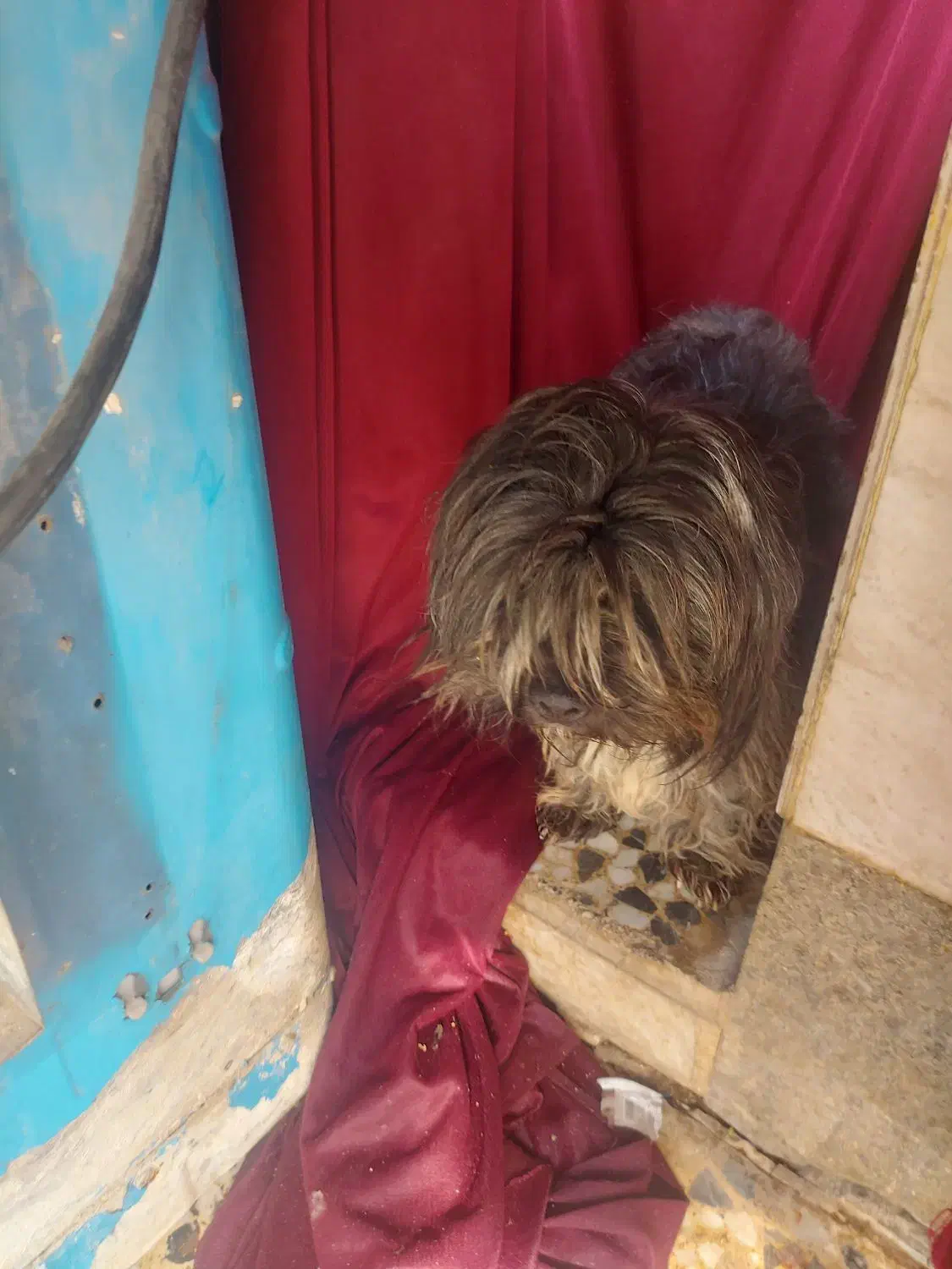 سگ پا کوتاه شیتزو|سگ|شیراز, شهرک کوشکک|دیوار