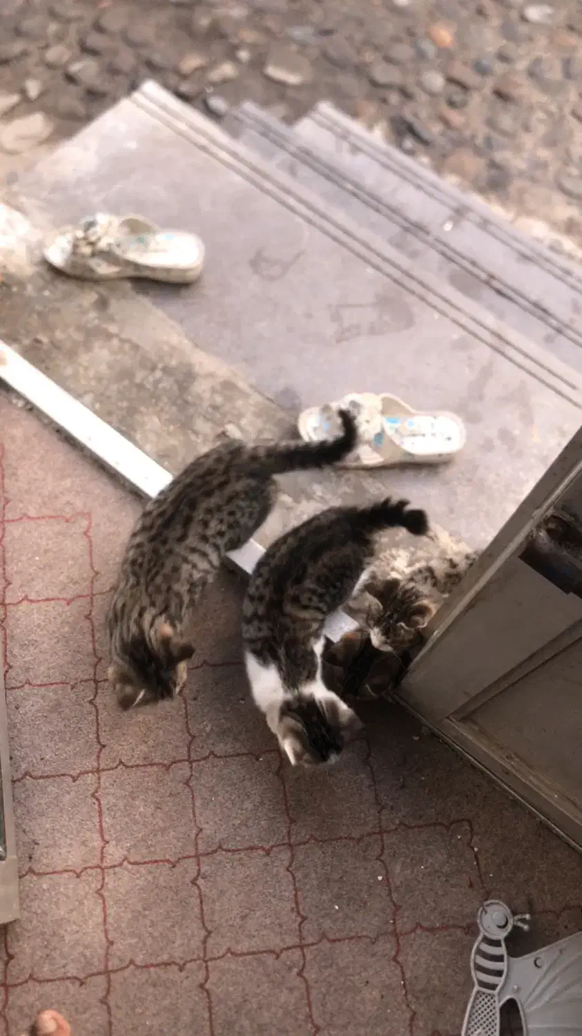 واگذاری رایگان بچه گربه|گربه|خرم‌آباد (تنکابن), |دیوار