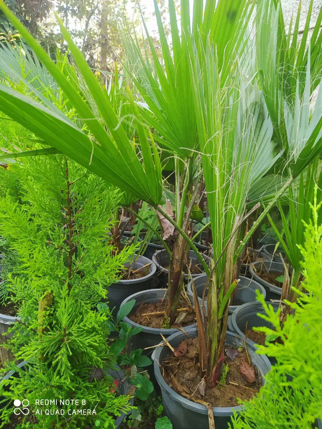 پالم واشنگتن خوشگل وسرحال|گل و گیاه طبیعی|کلاچای, |دیوار