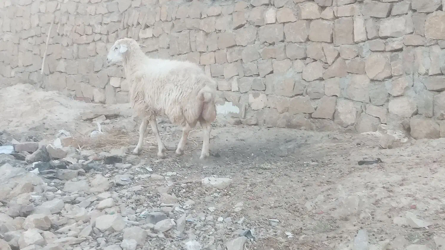 قوچ|عمده‌فروشی|شیروان (خراسان), |دیوار