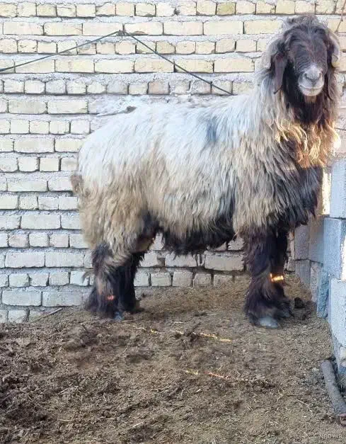 گوسفند زنده بره|حیوانات مزرعه|دورود, |دیوار