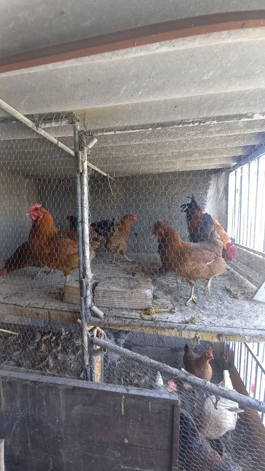 مرغ و خروس|حیوانات مزرعه|قم, وادی السلام|دیوار