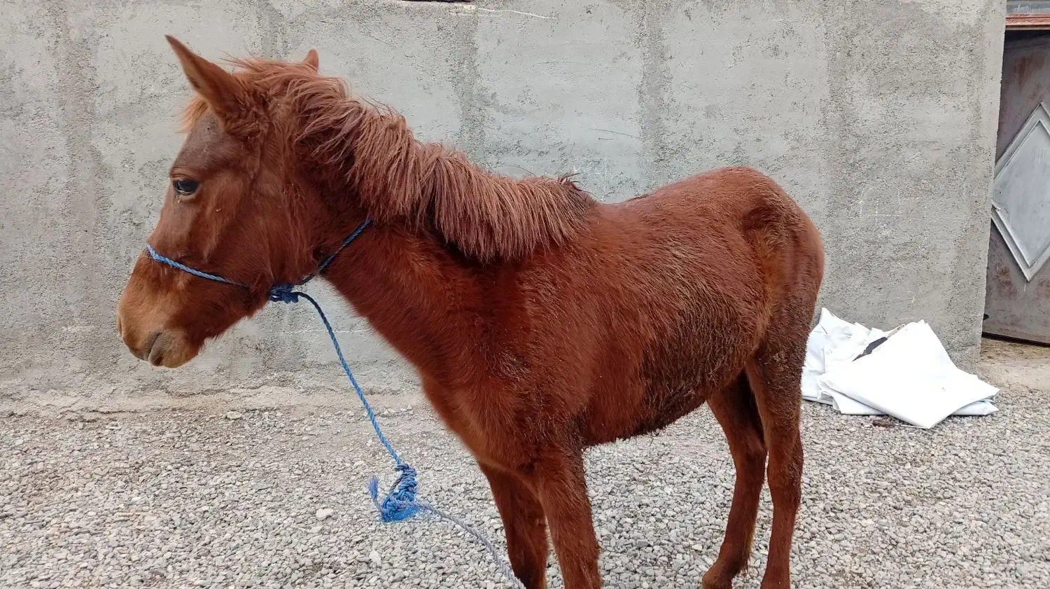 اسب فروشی|اسب و تجهیزات اسب‌سواری|ازنا, |دیوار