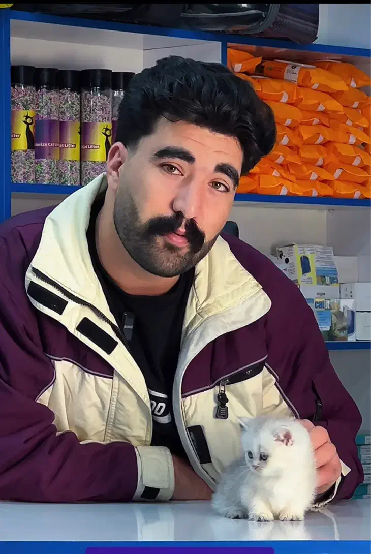 گربه ناز و ماوس‌|گربه|کرج, گوهردشت|دیوار