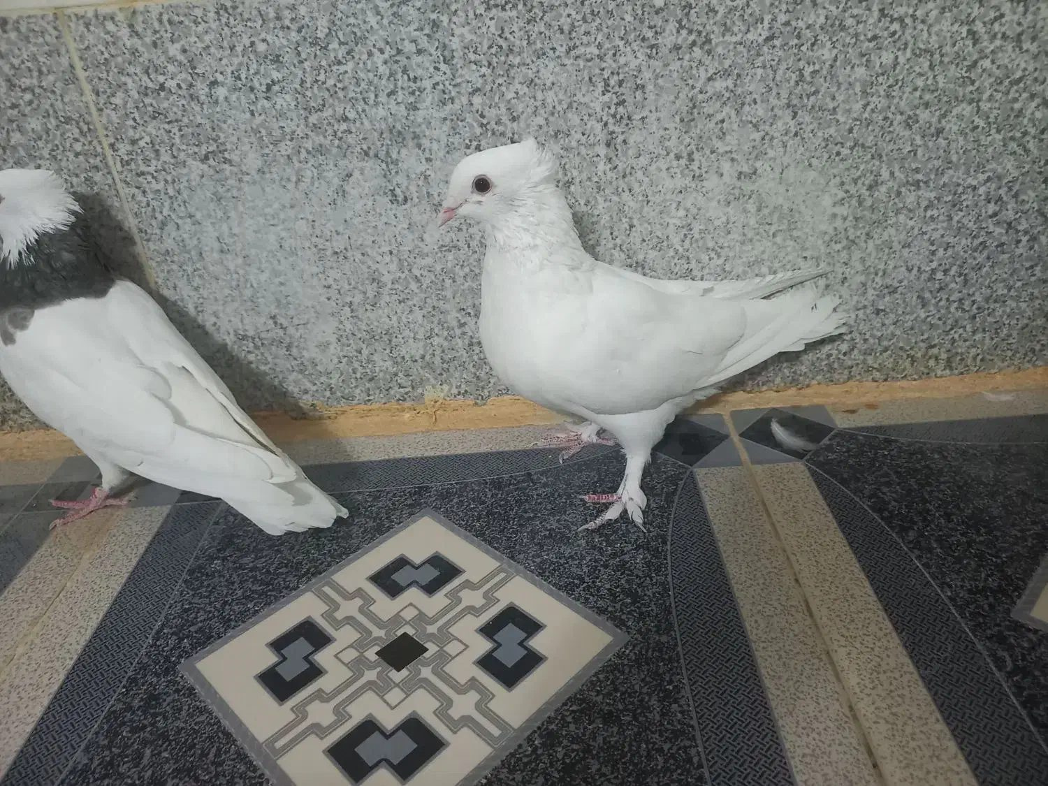 کبوتر طوقی دره شهر|پرنده|دره شهر, |دیوار