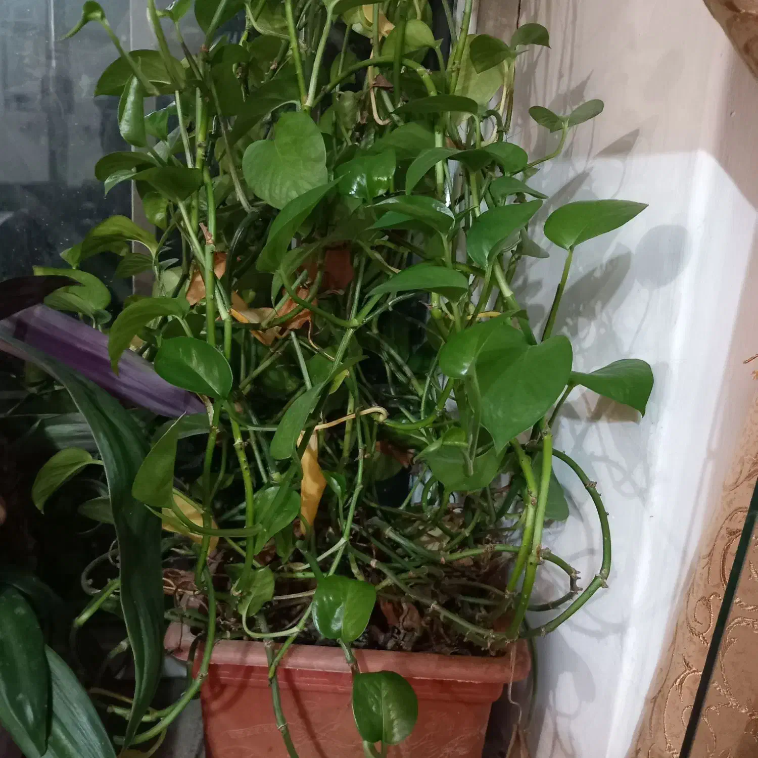 گیاه تزیینی پتوس|گل و گیاه طبیعی|مراغه, |دیوار