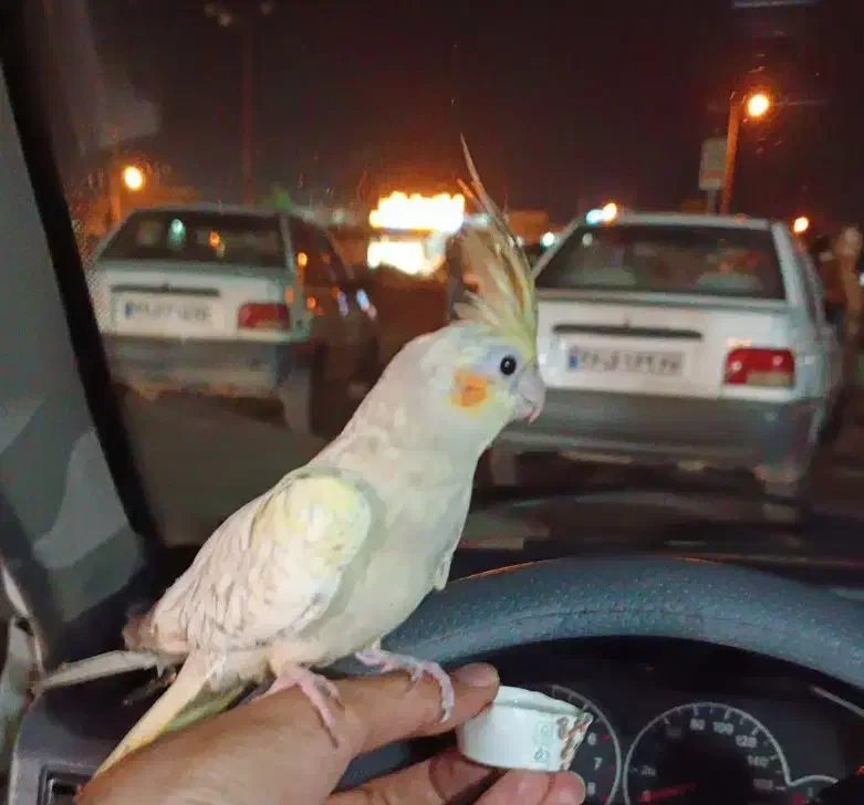 عروس هلندی دستی ( ماده )|پرنده|تایباد, |دیوار