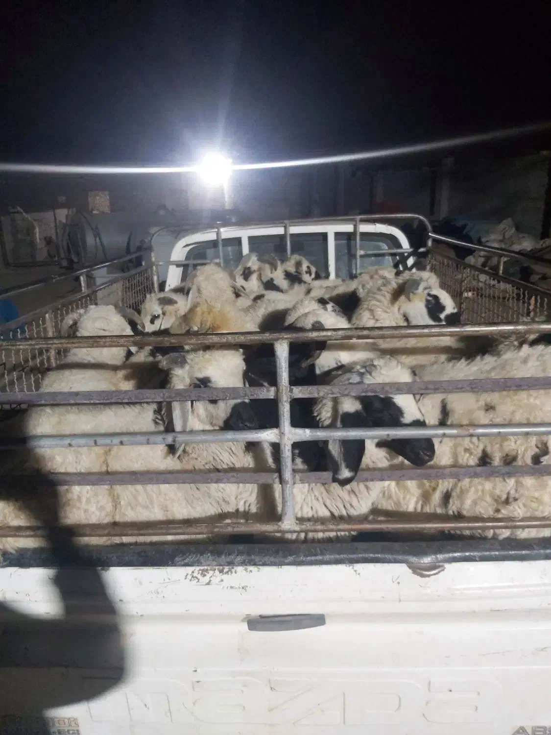 بره سبک ناز|حیوانات مزرعه|رفسنجان, |دیوار