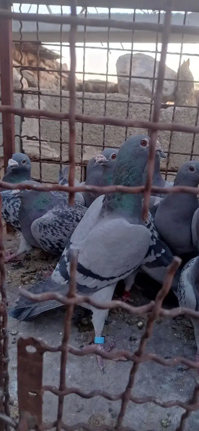 28عدد پلاکی درجه یک|پرنده|اهواز, شریعتی جنوبی|دیوار