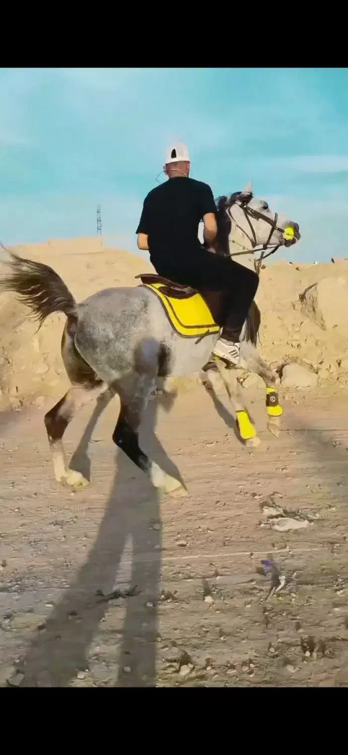 اسب نریان پر خون سواری دار|اسب و تجهیزات اسبسواری|قم, جمکران|دیوار