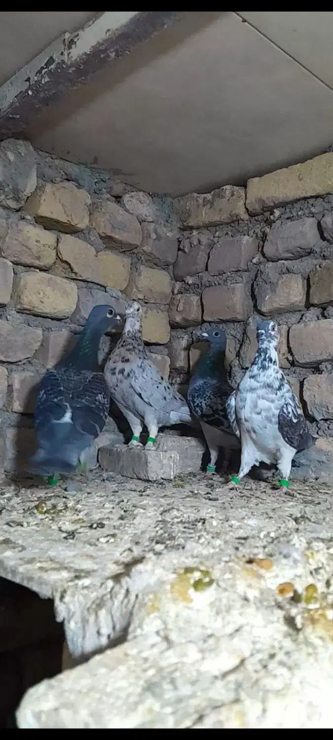 رنگه والمانی پرشی|پرنده|تربت‌حیدریه, پائین ولایت|دیوار