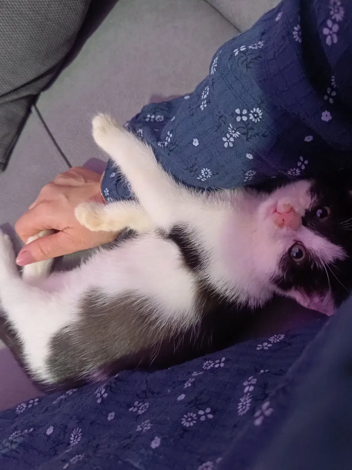 واگذاری بچه گربه بانمک|گربه|رودسر, |دیوار