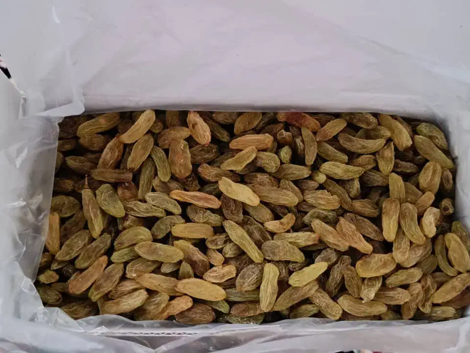 فروش خشکبار بصورت کلی و جزئی ارسال از کاشمر|خوردنی و آشامیدنی|مشهد, کوی سیدی|دیوار