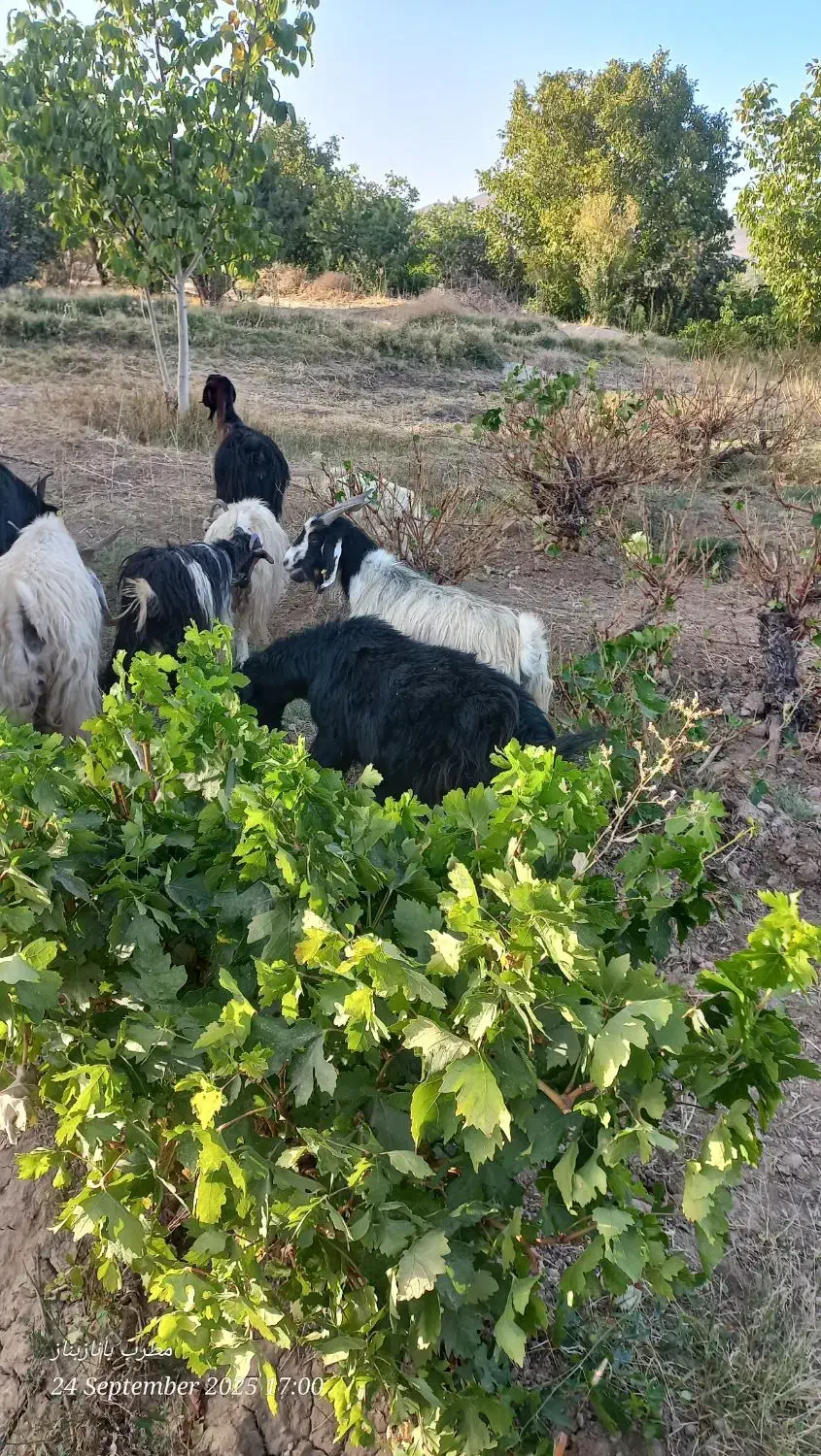 گوسفند بز|حیوانات مزرعه|شیراز, دروازه قران|دیوار