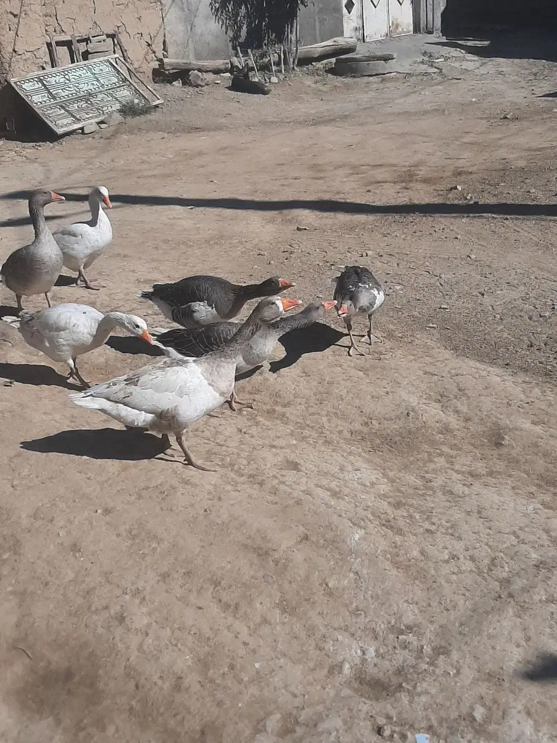 غازجوان|حیوانات مزرعه|دهگلان, |دیوار