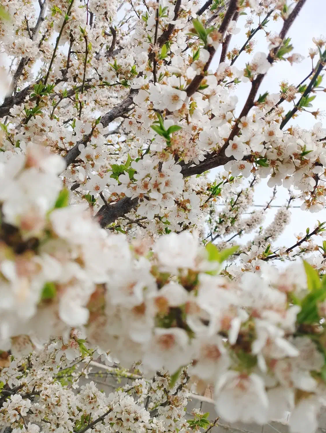 اجاره منزل(همخونه)|اجارهٔ خانه و ویلا|بجنورد, |دیوار