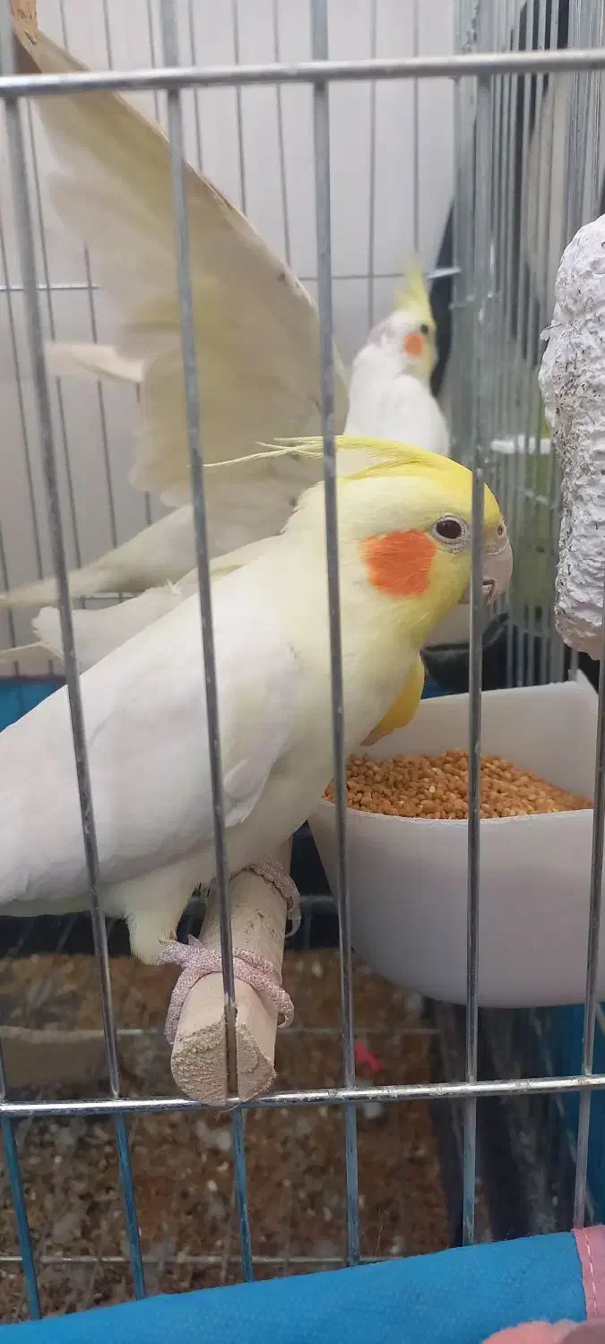 عروس هلندی لوتینو|پرنده|شهریار, شهریار|دیوار