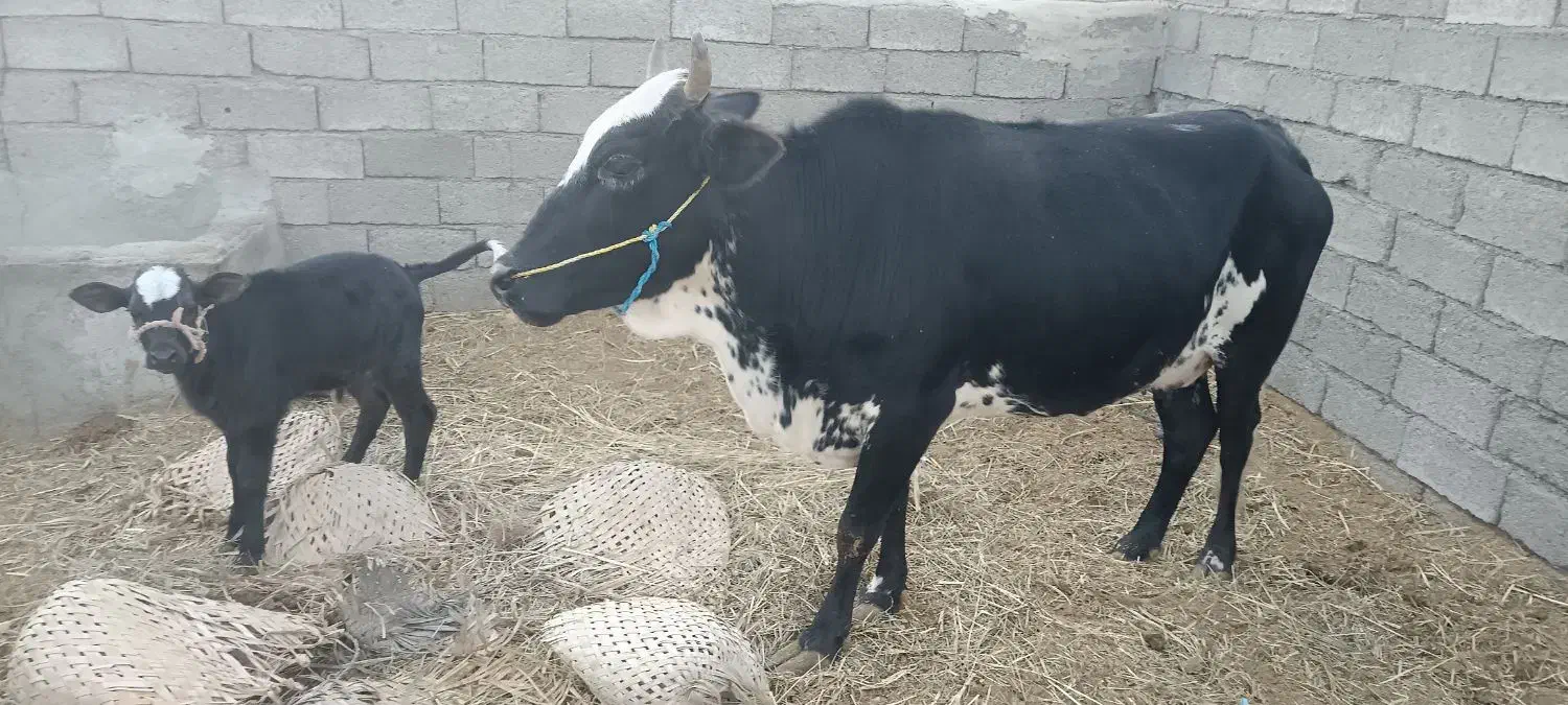 گاو فروشی برای مالداری|حیوانات مزرعه|هیدوچ, |دیوار