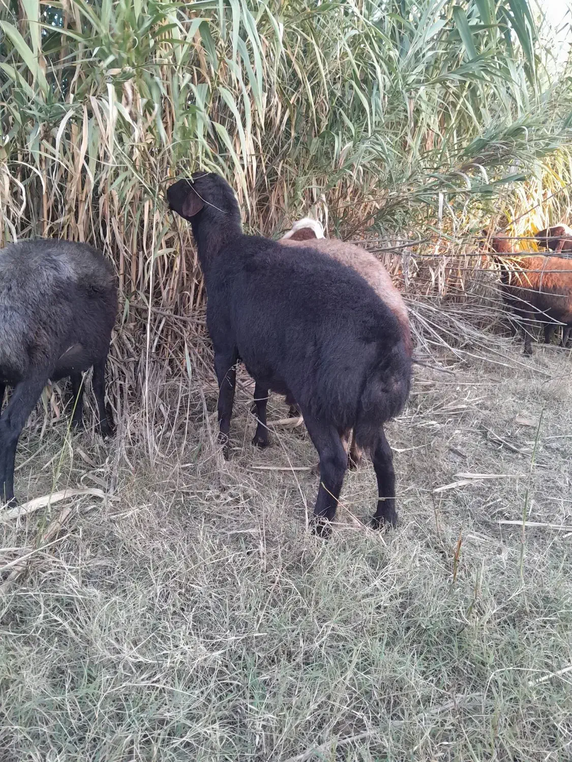 قوچ|حیوانات مزرعه|مزرعه کتول, |دیوار