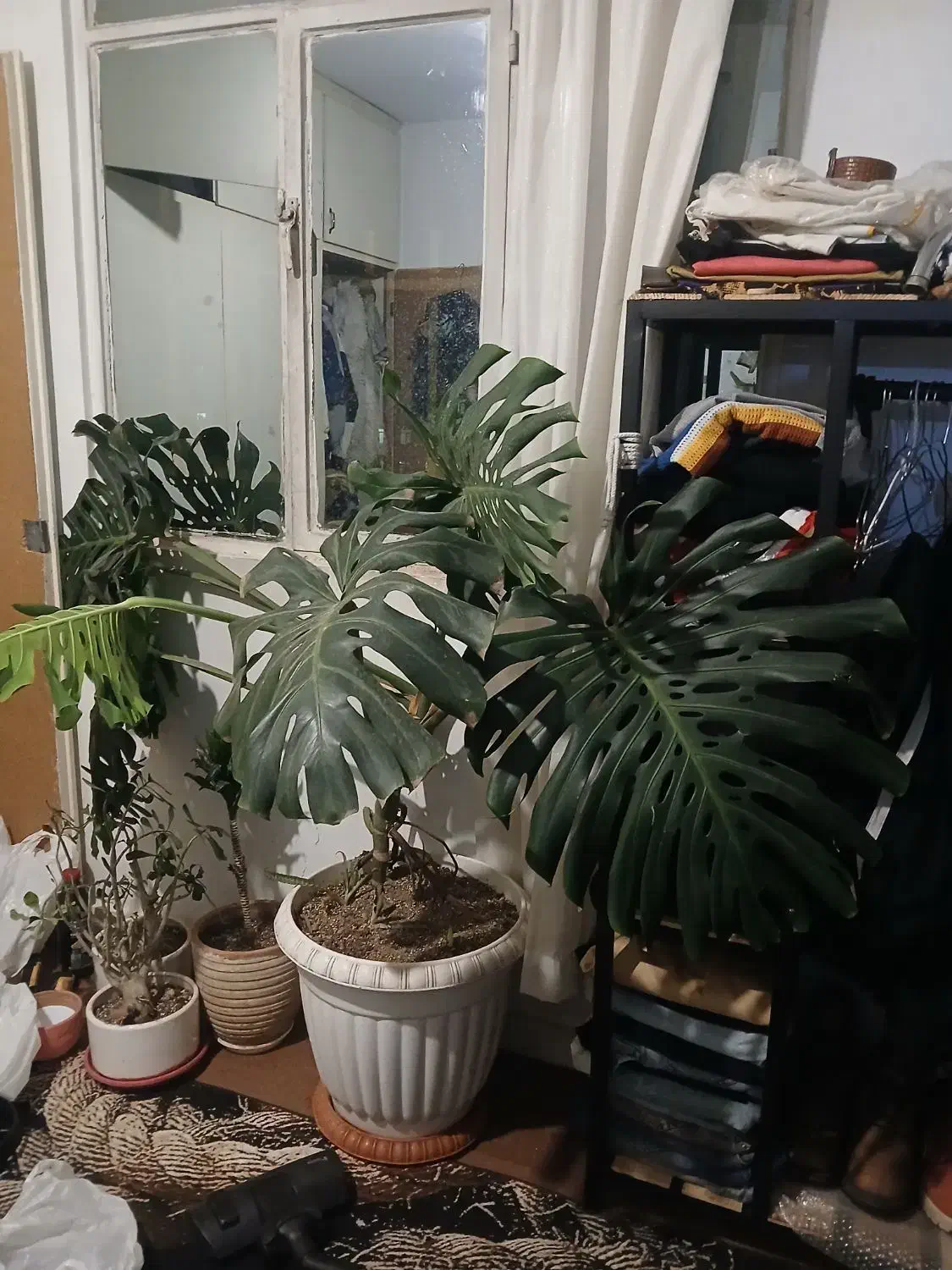 گل مانسترا و لیراتا|گل و گیاه طبیعی|فردیس, انبار نفت|دیوار