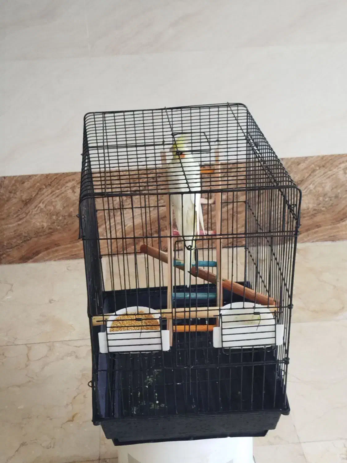 طوطی عروس|پرنده|اقبالیه, |دیوار