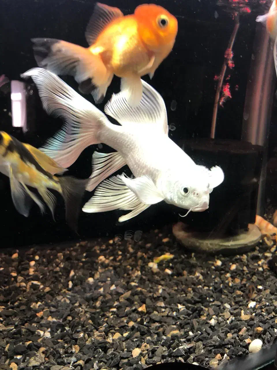 کوی آلبینو وارداتی|ماهی|اردبیل, |دیوار