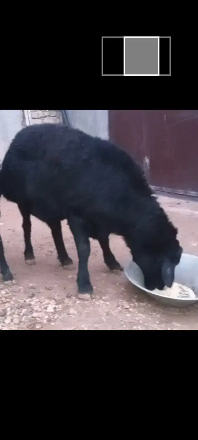 قوچ|حیوانات مزرعه|دوتپه, |دیوار