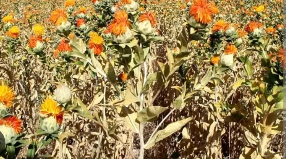 کاه گلرنگ|حیوانات مزرعه|رحمتآباد, |دیوار