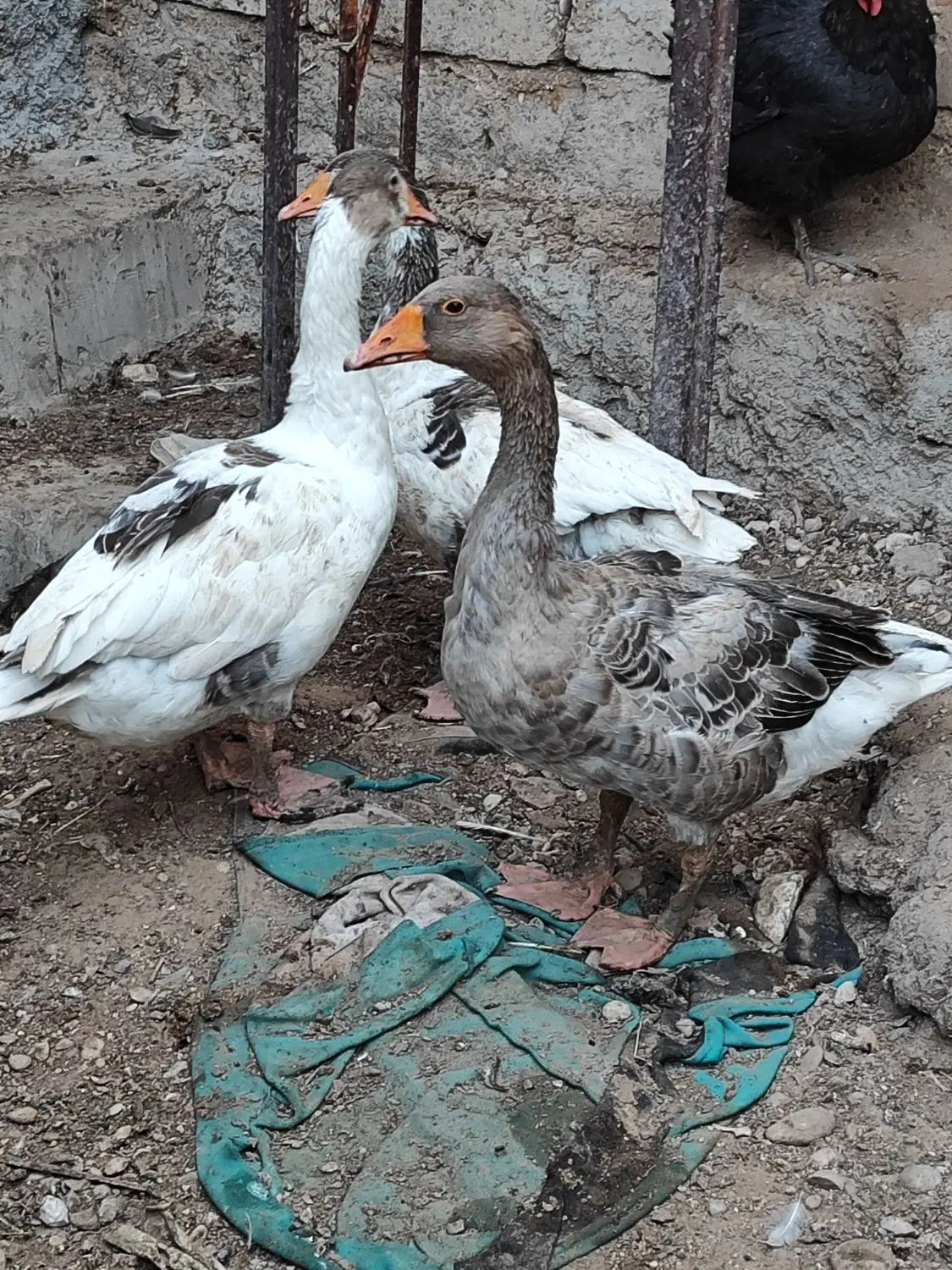 قاز|حیوانات مزرعه|بوشهر, |دیوار