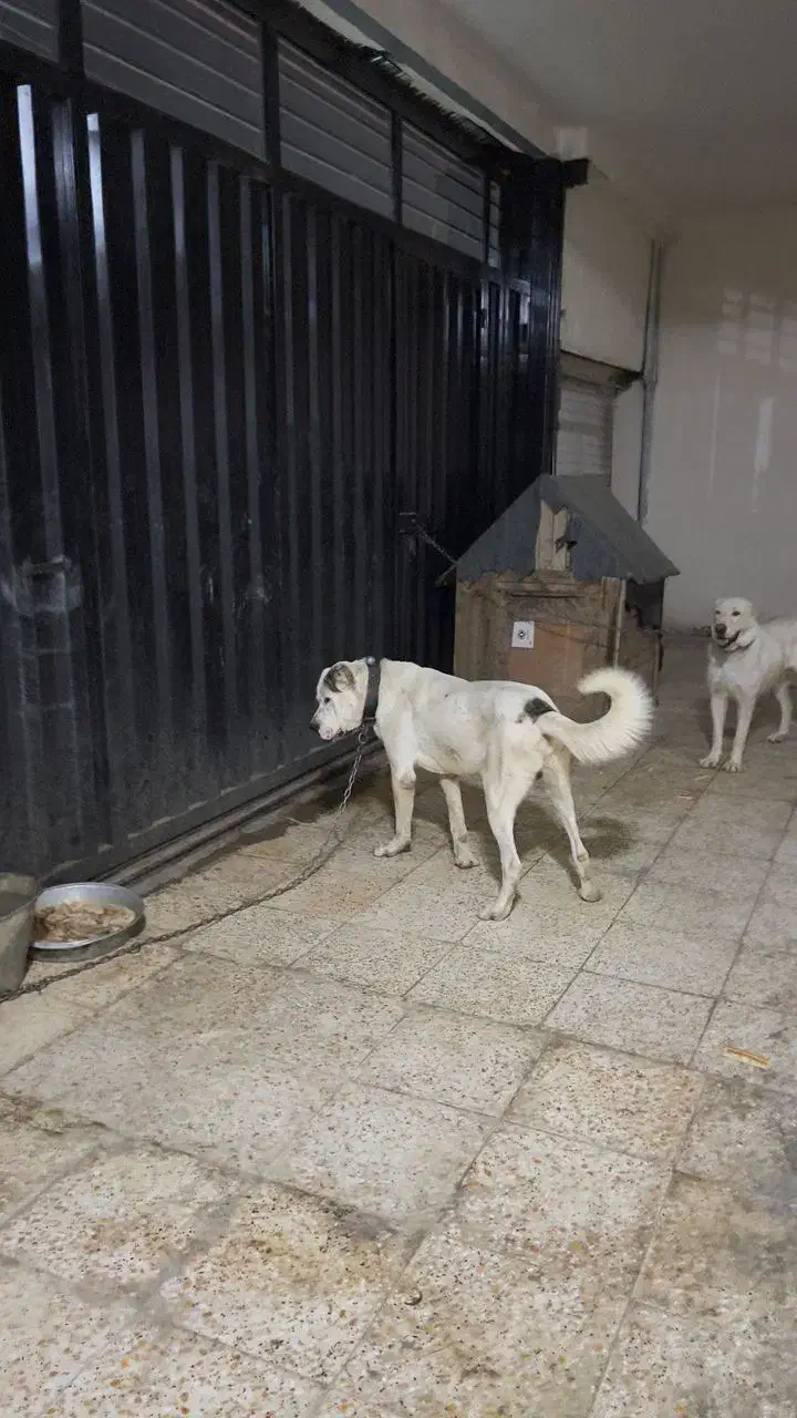 سگ الابای|سگ|شهریار, شهریار|دیوار