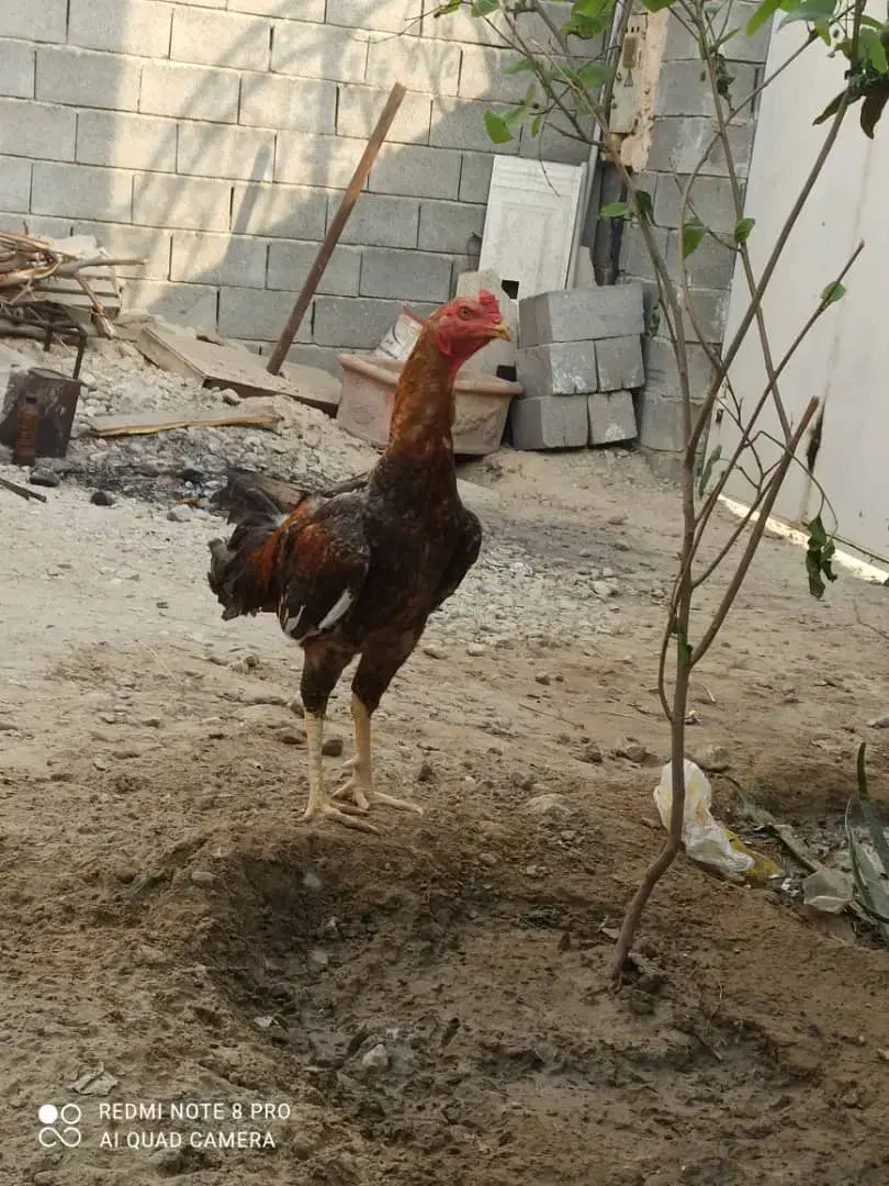 خروس لاری ترک|حیوانات مزرعه|بندرعباس, |دیوار