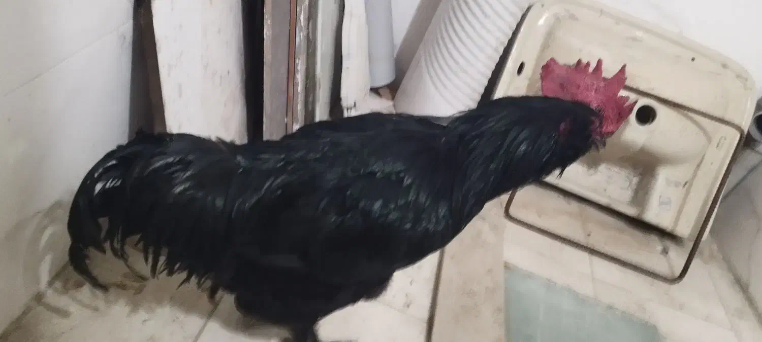 خروس|حیوانات مزرعه|مشهد, امیریه|دیوار