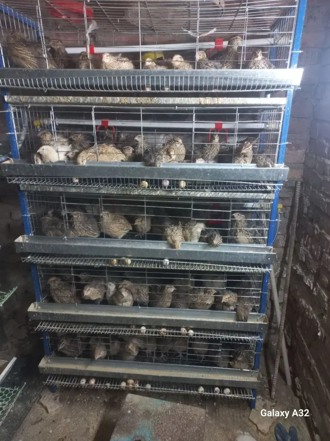 بلدرچین|حیوانات مزرعه|نسیم‌شهر, |دیوار