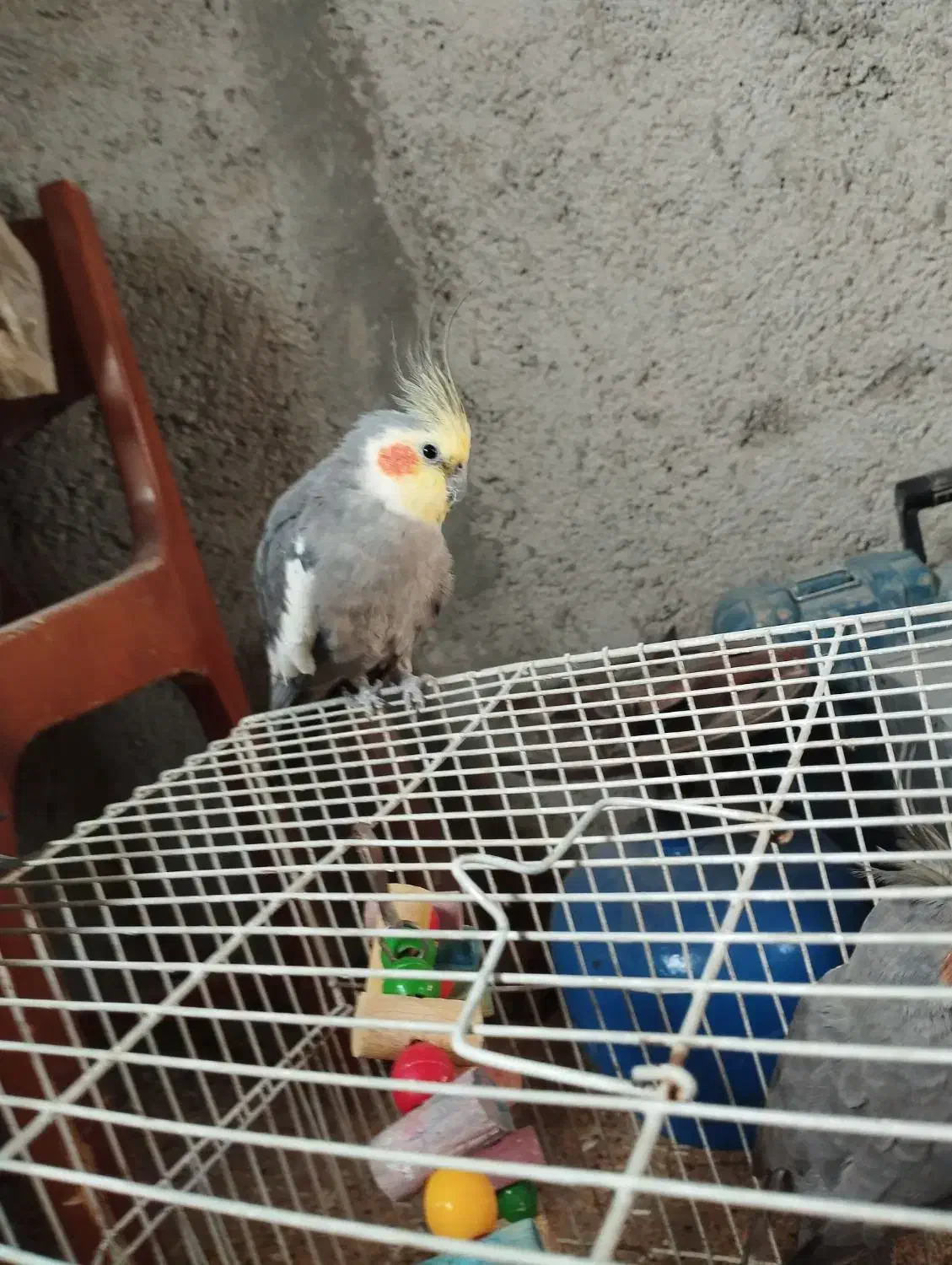 عروس هلندی|پرنده|اسفراین, |دیوار