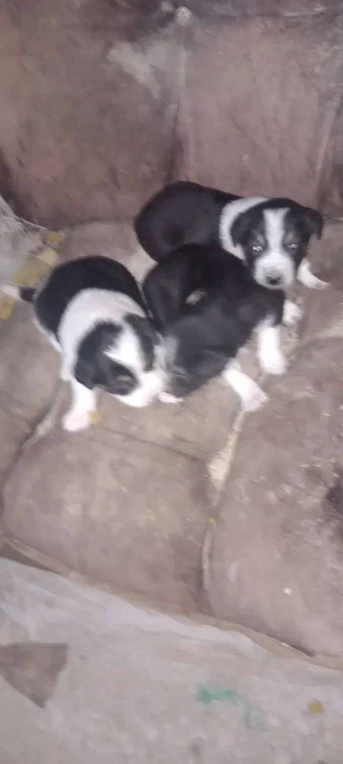 سگ کوچک|سگ|آبادان, |دیوار