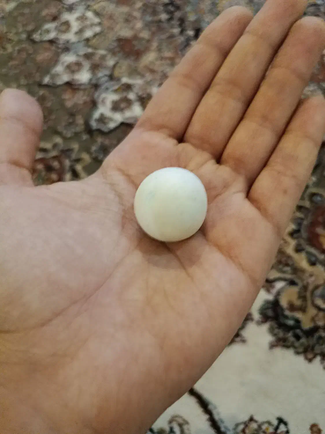 عتیقه|کلکسیون اشیاء عتیقه|سنندج, |دیوار