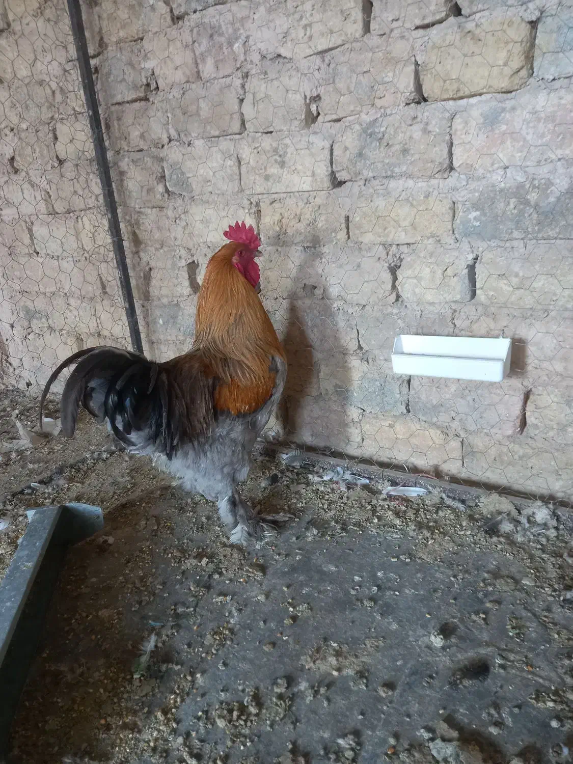 خروس برهما پاتریچ|حیوانات مزرعه|نظرآباد, رسالت|دیوار