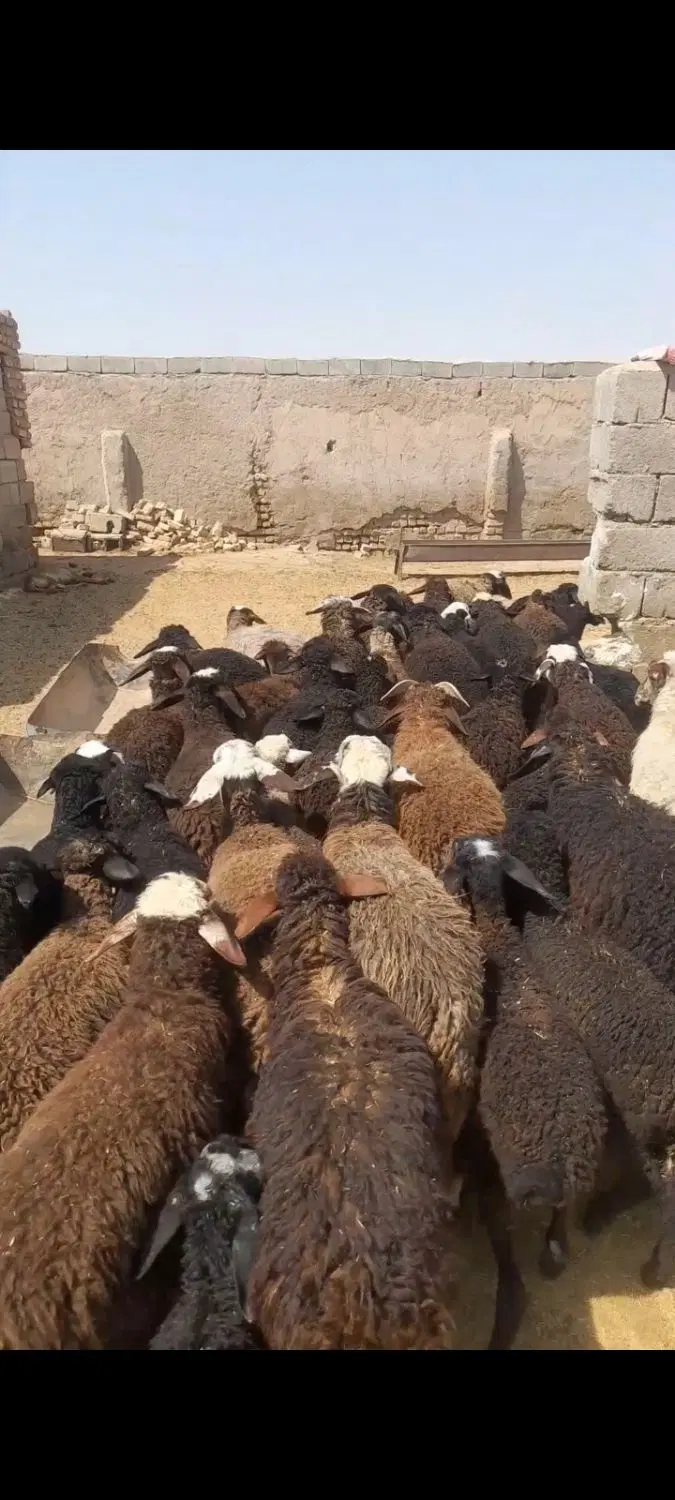 میش بره دار درشت جوان|حیوانات مزرعه|تهران, اتابک|دیوار