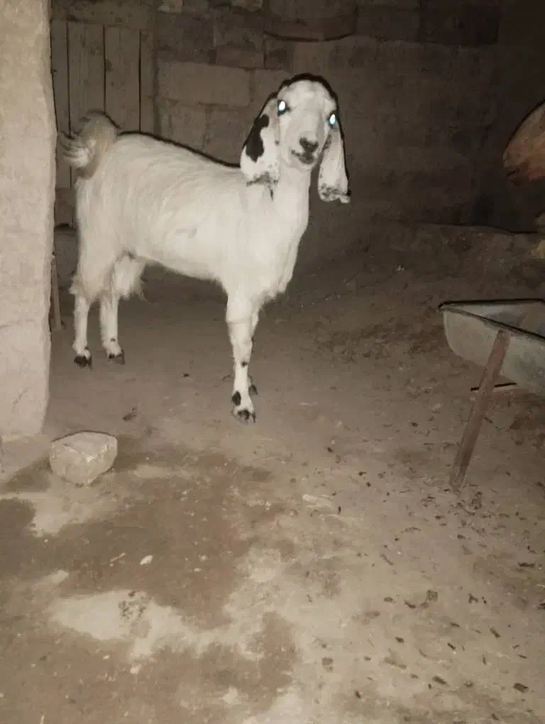 بزمری|حیوانات مزرعه|زابل, |دیوار