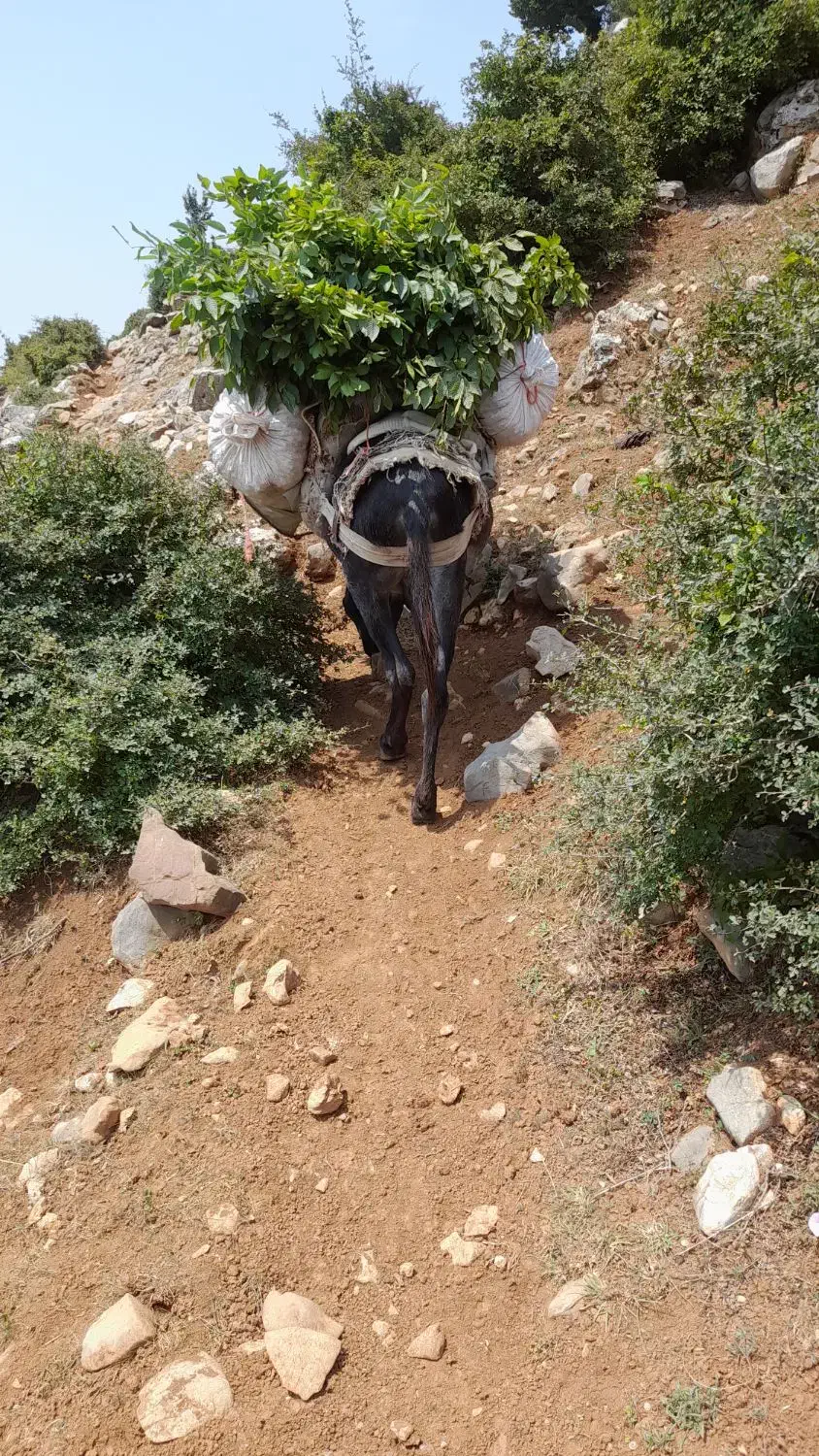 الاغ ارام باری|حیوانات مزرعه|رحیمآباد, |دیوار